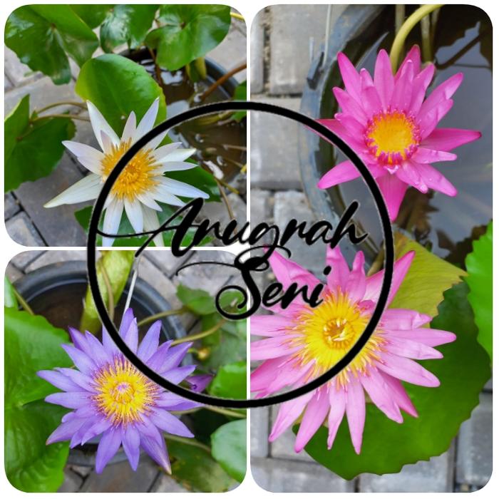Gambar TANAMAN AIR TERATAI UNGU PUTIH MERAH MUDA GRAB GOJEK - Merah Muda dari TRISNA ANUGRAH SENI undefined Tokopedia