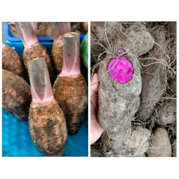 Gambar Umbi Talas / Keladi / Taro Kalimantan 1KG - Talas Ungu dari Lucius's Hand Craft undefined Tokopedia