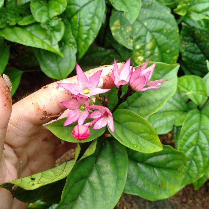 Jual tanaman hias bunga nona makan sirih -tanaman rambat bunga putih ...