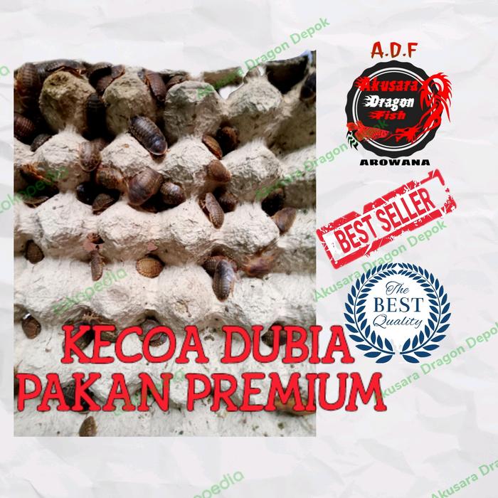 Gambar Kecoa Dubia Makanan Reptil Arwana dll - 0,5-1cm dari Akusara Dragon Depok undefined Tokopedia
