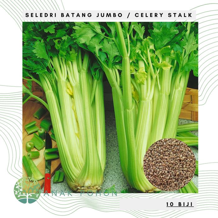 Gambar Benih Bibit Biji - Seledri Batang Besar Jumbo Celery Stalk - IMPORT - 10 Biji dari Anak Pohon undefined Tokopedia