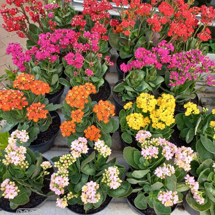 Gambar Paket 4 PCS tanaman hias cocor bebek / calandiva / bunga cantik - 3 PAKET dari BUNGA TRISNA 98 undefined Tokopedia