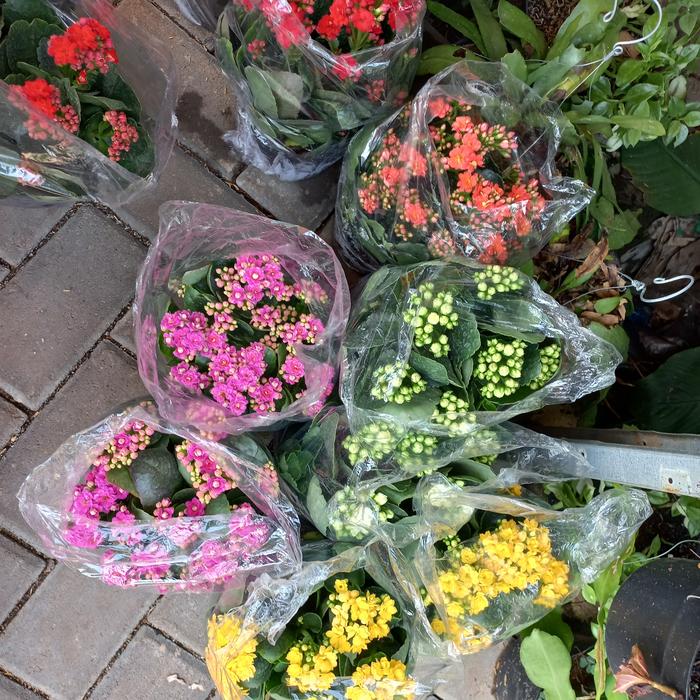 Gambar Paket 4 PCS tanaman hias cocor bebek / calandiva / bunga cantik - 2 PAKET dari BUNGA TRISNA 98 undefined Tokopedia