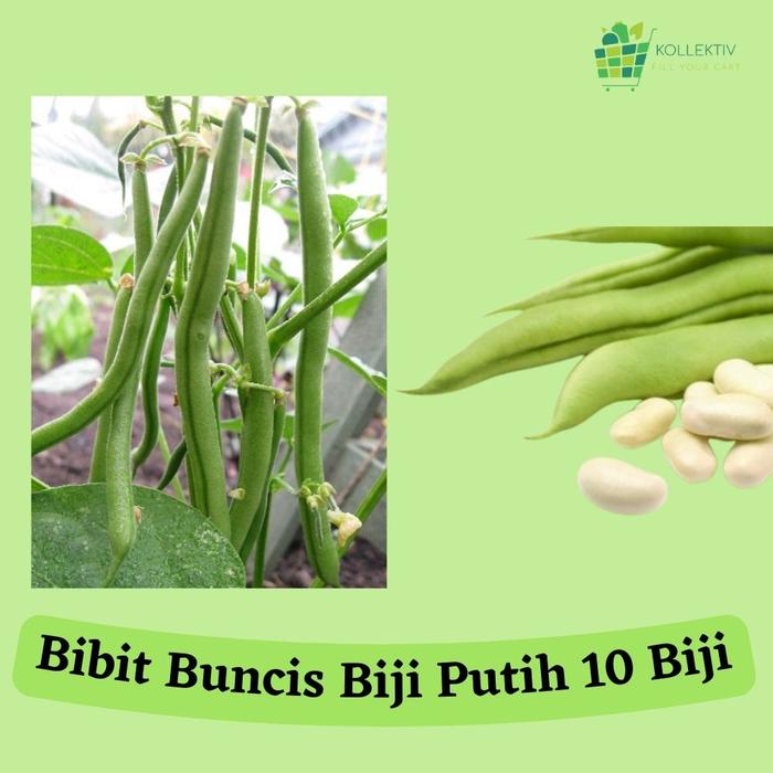 Gambar Bibit Buncis Biji Putih / Benih Sayuran dari Kollektiv Market undefined Tokopedia