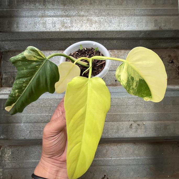 Gambar TERLARIS Philodendron Domesticum Variegata Varigata Real Pic Menor - Real Pict 2 dari Nikatsum undefined Tokopedia