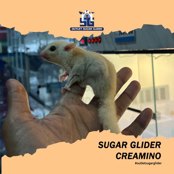 Gambar Promo Hewan Sugar Glider Creamino Joey - Creamos dari Outlet Sugar Glider undefined Tokopedia