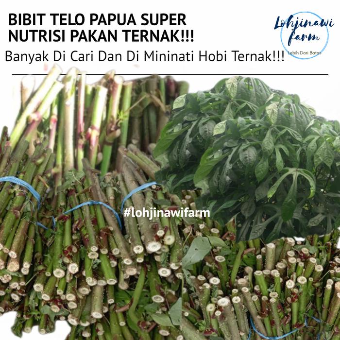 Gambar BIBIT Singkong Papua Telo Papua Super Pakan Ternak Kambing Pe, Etawa dari LOHJINAWI FARM undefined Tokopedia