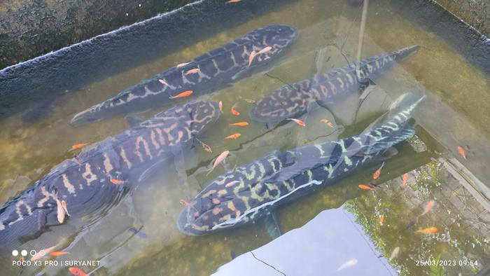 Gambar IKAN TOMAN JUMBO 70-90CM dari SuryaNetwork undefined Tokopedia