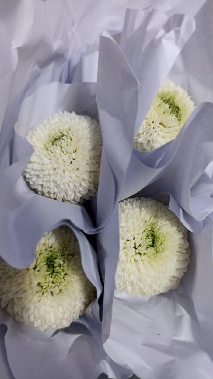 Gambar pompom  fresh flower bunga potong batam - (1 tangkai) - Putih dari Flower Express Batam undefined Tokopedia