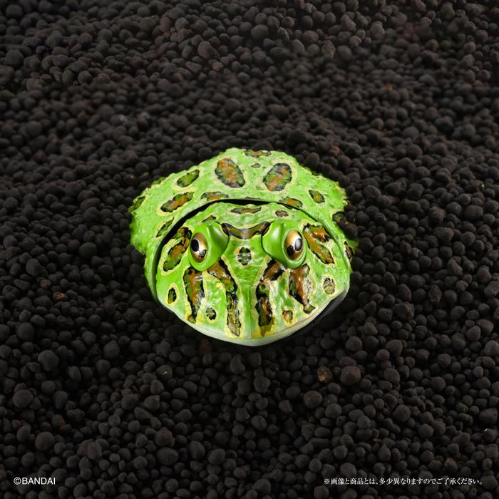 Gambar Ikimono Advance Tsunogaeru Horned Frog P-Bandai Gashapon Action Figure - RANDOM dari Pokotoko undefined Tokopedia