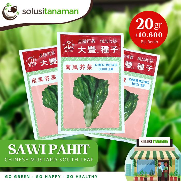 Gambar Benih Sawi Pahit Mustard 20g Biji Tanaman Sayuran Bibit Ta Fung Tafung dari Solusi Tanaman undefined Tokopedia