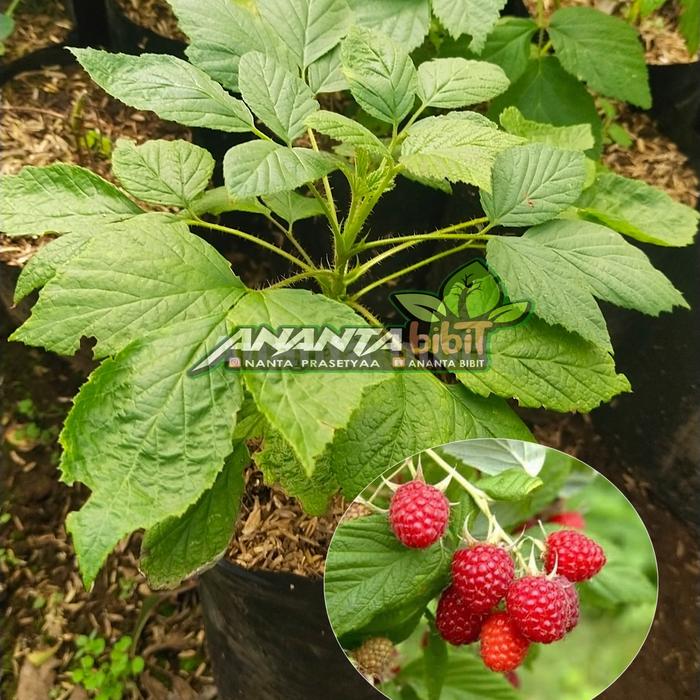 Jual Bibit Tanaman Raspberry import - Kota Batu - Ananta Bibit | Tokopedia