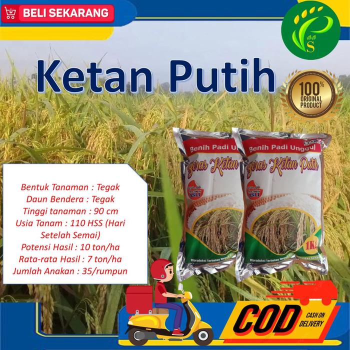 Gambar Bibit Ketan Putih Berkualitas 1 kg dari Mawadda PS undefined Tokopedia