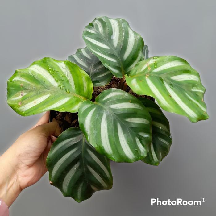 Gambar tanaman calathea fasciata calatea fasciata kalatea dari Putra Flora undefined Tokopedia