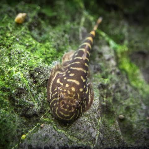 Gambar Borneo sucker - Striped patern, L 4.5cm dari aQualaris undefined 4 Tokopedia