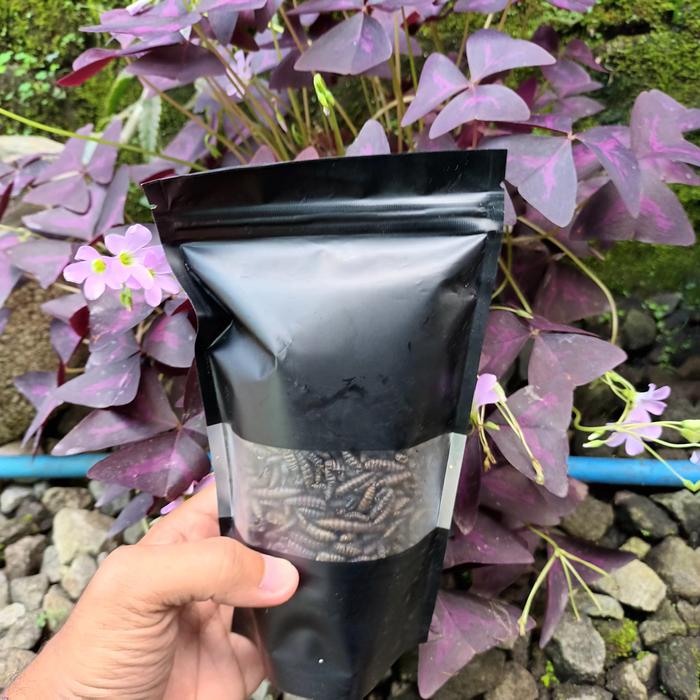 Gambar Maggrow Maggot BSF Kering Darker/Hitam Body,Marking,Spotted Ikan Hias - 50 gr dari Circularva undefined Tokopedia