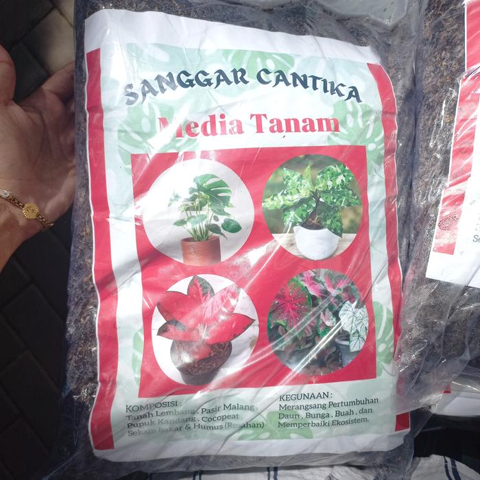 Gambar MEDIA TANAM SANGGAR CANTIKA dari TANAMAN HIAS (SANGGAR CANTIKA) undefined Tokopedia