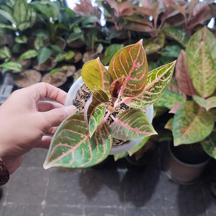Gambar Bibit red sumatra/pride of sumatra dari Zilla Plants undefined Tokopedia