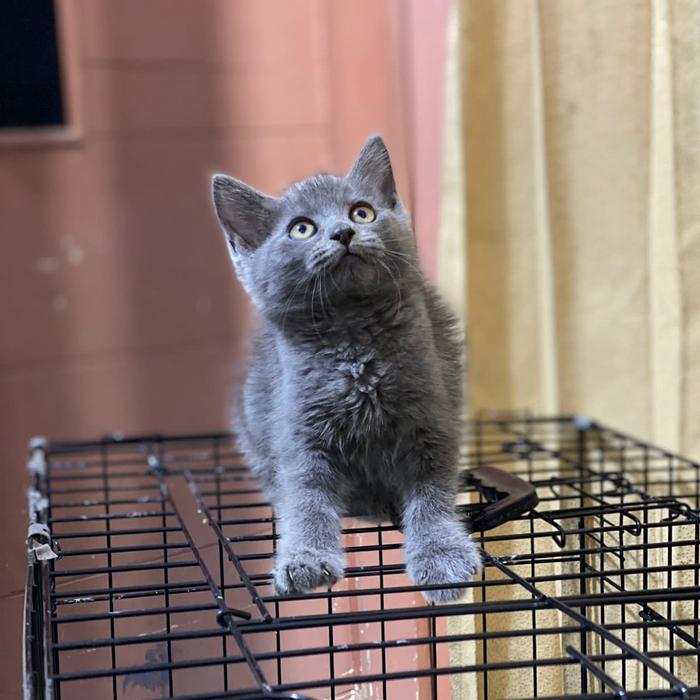 British Shorthair Cats For Adoption Dubizzle Purr Fect