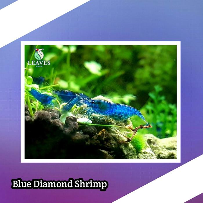 Gambar Udang hias aquascape / udang hias pemakan algae - Blue diamond dari Aqualeavesjaksel undefined Tokopedia