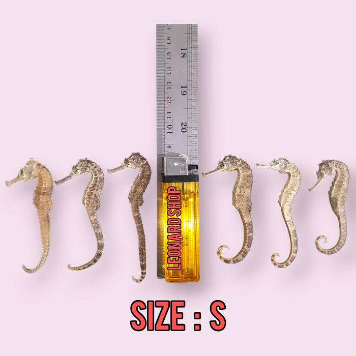 Gambar Kuda Laut Kering Grade Super / Dried Seahorse / Hippocampus / Herbal - UKURAN S dari leonardshophaiyang undefined Tokopedia