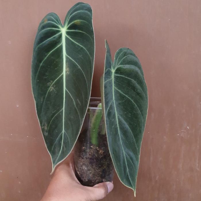 Gambar philodendron melanochrysum narrow form - Gambar A dari Green Fasyin undefined Tokopedia