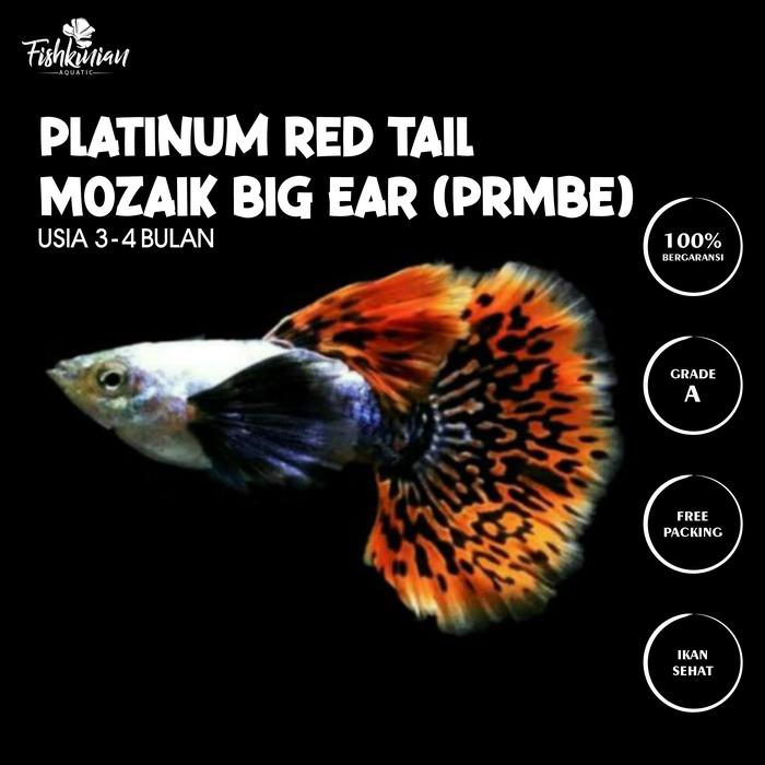 Gambar Ikan Hias Air Tawar Guppy - PRMBE dari FISHKINIANSTORE undefined Tokopedia