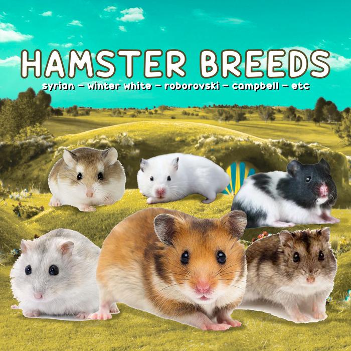 Gambar Hamster Syrian / Winter White / Roborovski / Campbell - C. Normal dari Cupang Guppy Kingdom undefined Tokopedia
