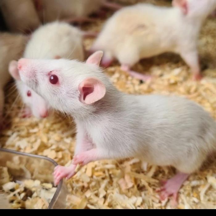 Gambar tikus rat medium awal dari Tikusputihciledugtangerang undefined Tokopedia