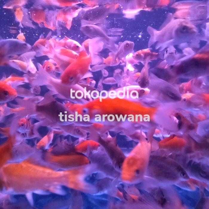 Gambar ikan mas pakan ikan arwana predator makanan ikan dari tisha arowana undefined Tokopedia