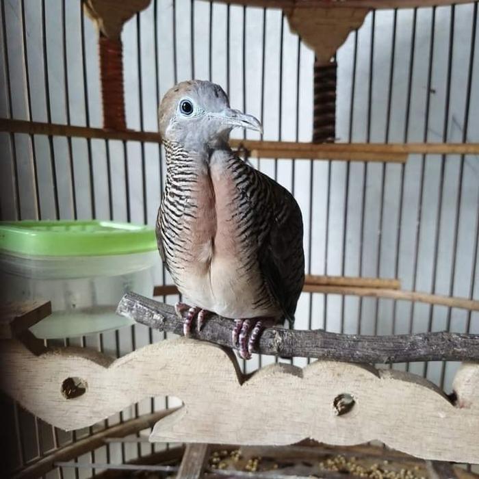 Jual Perkutut Bangkok Muda Jantan Rajin Manggung - Kota Semarang