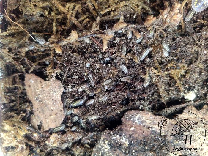 Gambar Isopoda Isopod Armadillidium Gestroi Isopod Gestroi - Baby dari Lilnuttree_NEW undefined Tokopedia