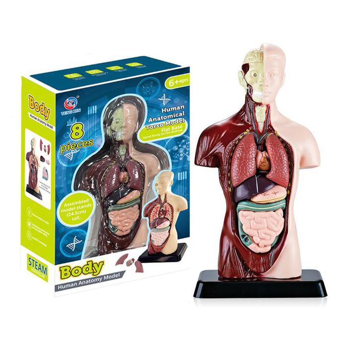 Gambar Kerangka Manusia Model Alat Peraga Edukatif Torso Anatomi Tubuh - Half body dari Abeeing undefined Tokopedia