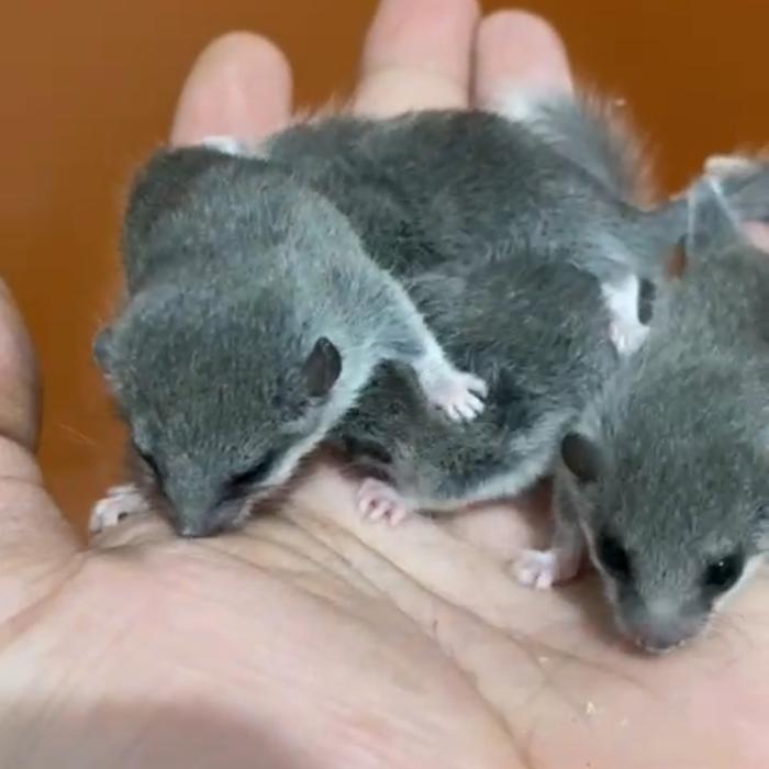 Gambar african pygmy dormice - White Tip dari maxi store99 undefined Tokopedia