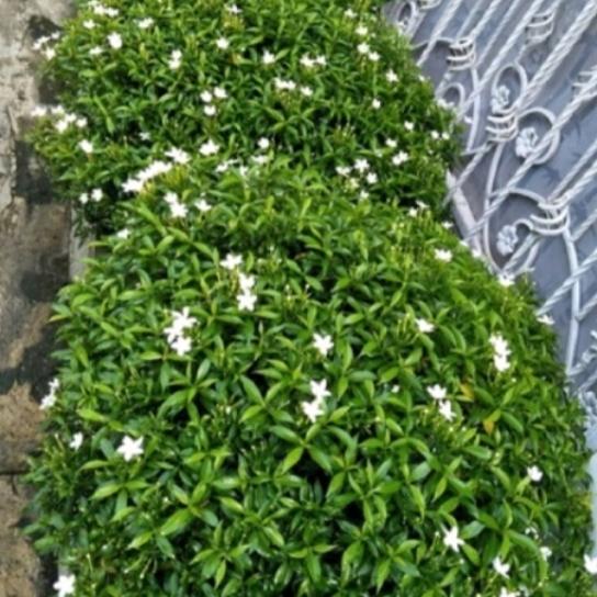 Gambar tanaman hias rombusa hijau. dari daffa.garden.plant undefined Tokopedia