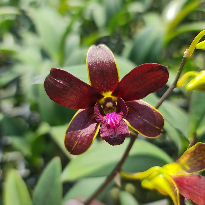 Gambar Anggrek Dendrobium C.K.Ai Oka x Bertachong #1391 dari Jo Orchids undefined Tokopedia