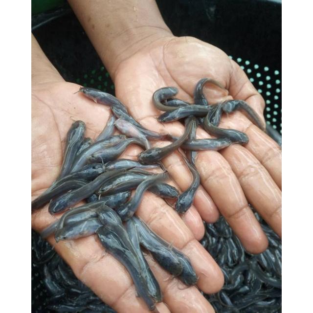 Gambar Bibit Ikan Lele Sangkuriang Size 4-8 Cm dari betta center_NEW undefined Tokopedia