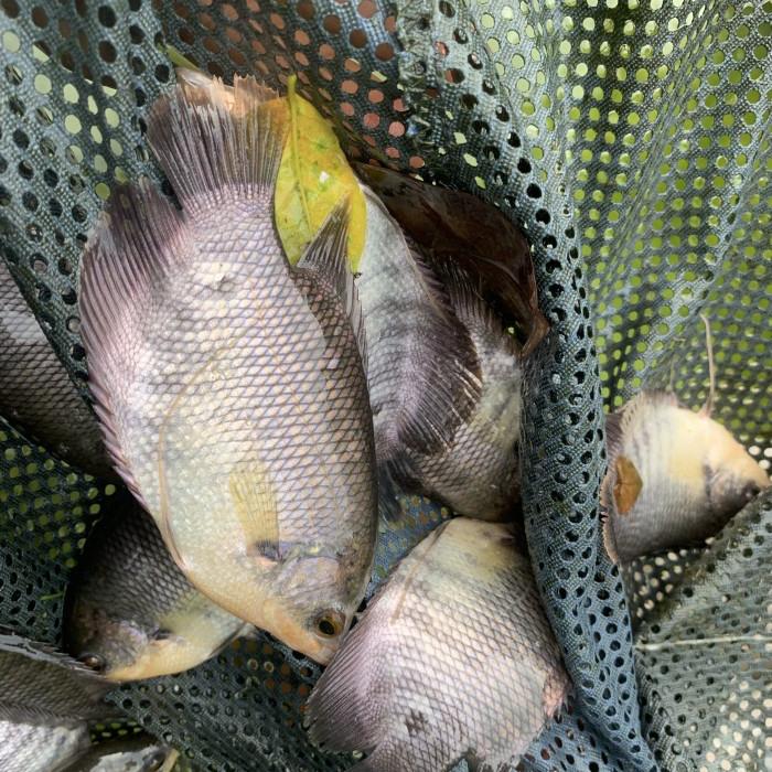 Gambar Bibit ikan gurame dari Catfishsamahobby undefined Tokopedia