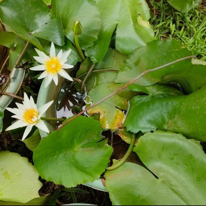 Gambar Tanaman air teratai - Putih dari kios bunga aulia flora undefined Tokopedia