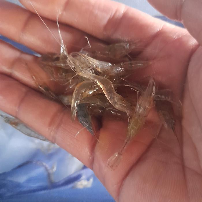 Gambar Udang Sawah Hidup Pakan Ikan Predator 30 ekor dari MZ Fish Store undefined Tokopedia