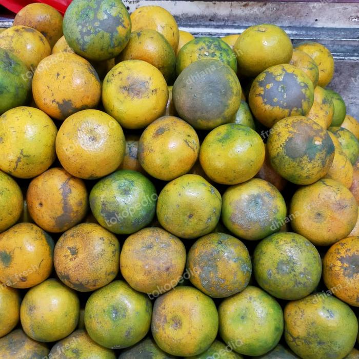 Gambar Jeruk Medan Super Manis Asli Brastagi | 1 kg dari dhianafresh undefined Tokopedia