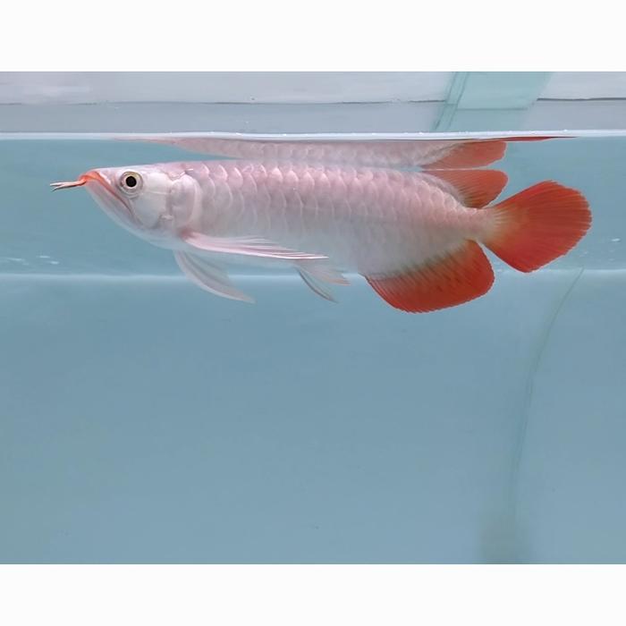 Jual Ikan Arwana Super Red, Cek Deskripsi - Kota Surabaya - Farha