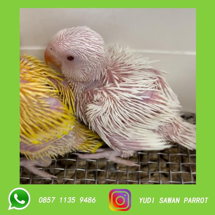 Gambar Indian Ringneck Parrot - Putih dari YUDI SAWAN PARROT undefined Tokopedia