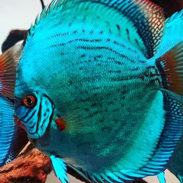 Gambar burayak ikan discus 1inch paket promo 10 ekor - blue cobalt, 1ekor 2cm dari discus guppy undefined Tokopedia