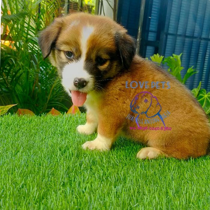 Jual anjing mix border collie - Kab. Sleman - LovePets_petshopjogja