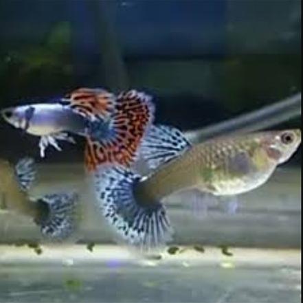 Gambar Guppy platinum red mozaik big ear / ikan aquascape - PASANGAN dari Galeriproduk undefined Tokopedia