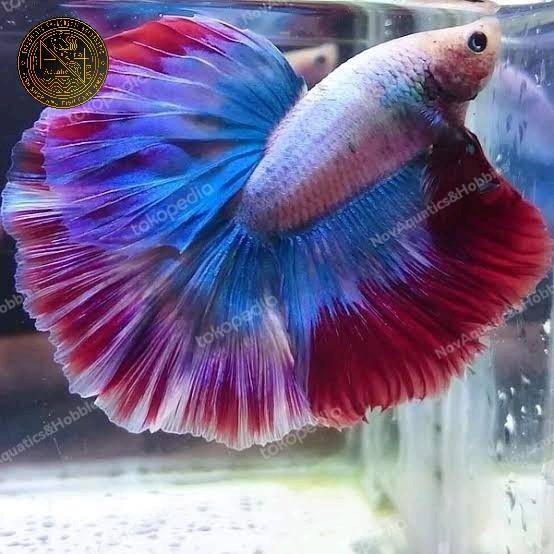 Gambar Cupang HM Rosetail / Halfmoon Betta / Hiasan - L dari NovAquatics Hobbies undefined Tokopedia