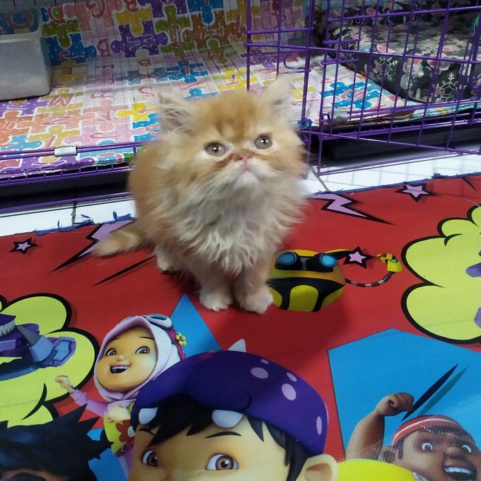 Gambar kucing persia peaknose dari mareongcat undefined Tokopedia