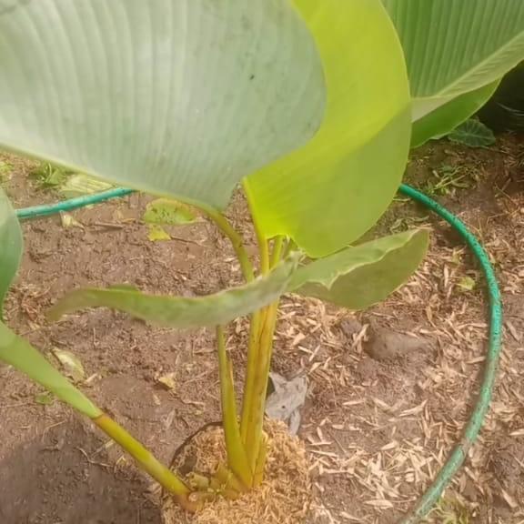 Gambar tanaman hias calathea lutea/ pisang katak tinggi 1 meter - pisang katak, 50pc FREE SBY dari CV. Wahyu Wibowo Landscape. undefined Tokopedia