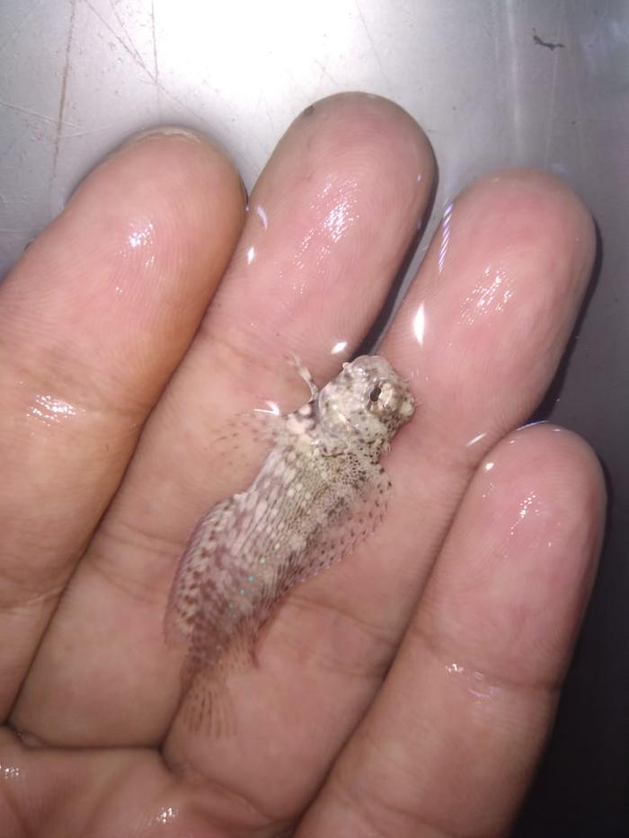 Gambar Jabing GLODOK - Ikan Hias Laut / Pembersih Akuarium - S dari Vijay Aquamarine undefined Tokopedia